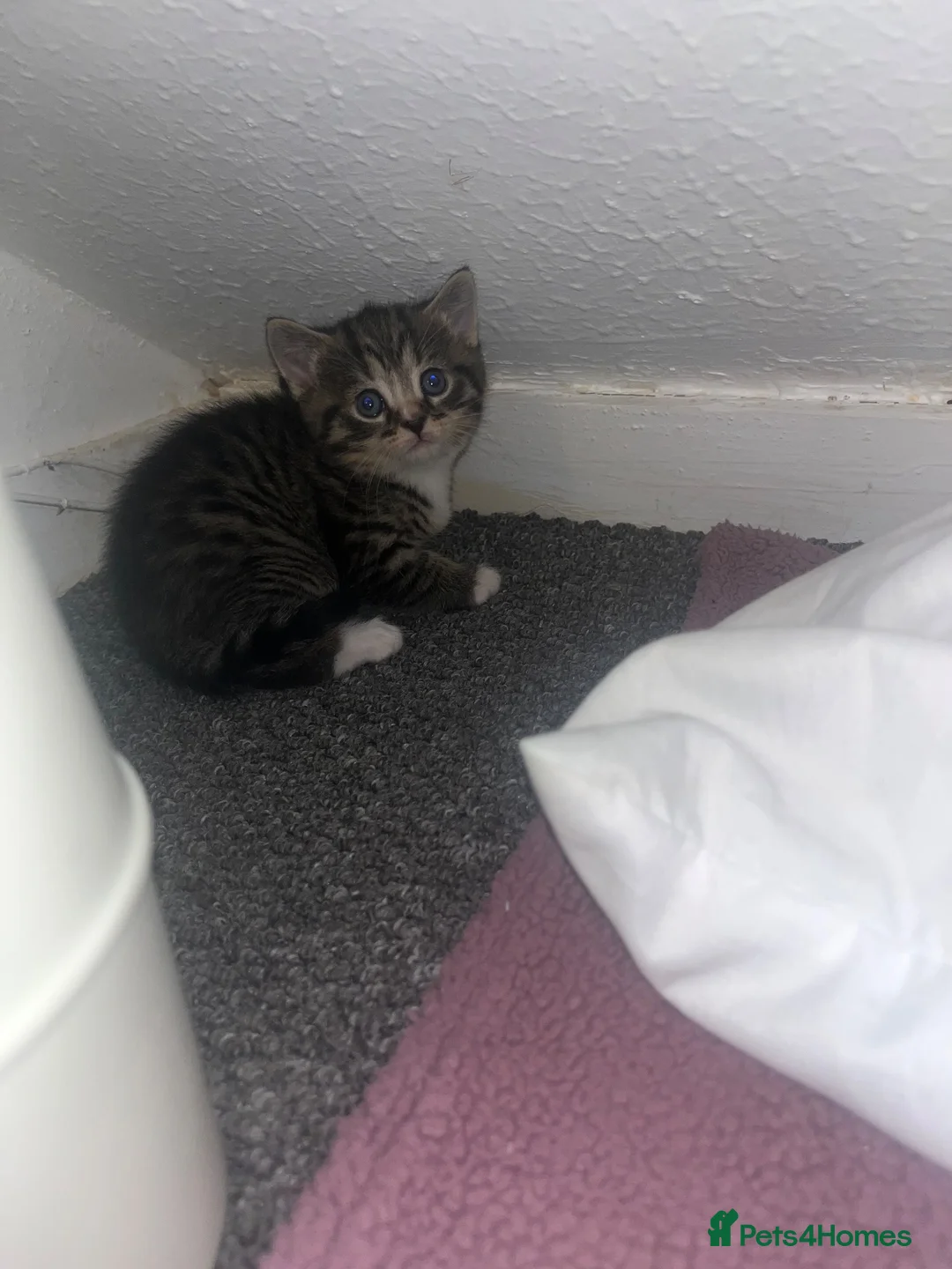 Mixed Breed cats for sale: Kittens for sale  - Advert 1