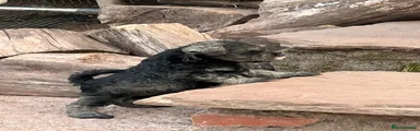 Miniature Schnauzer 6