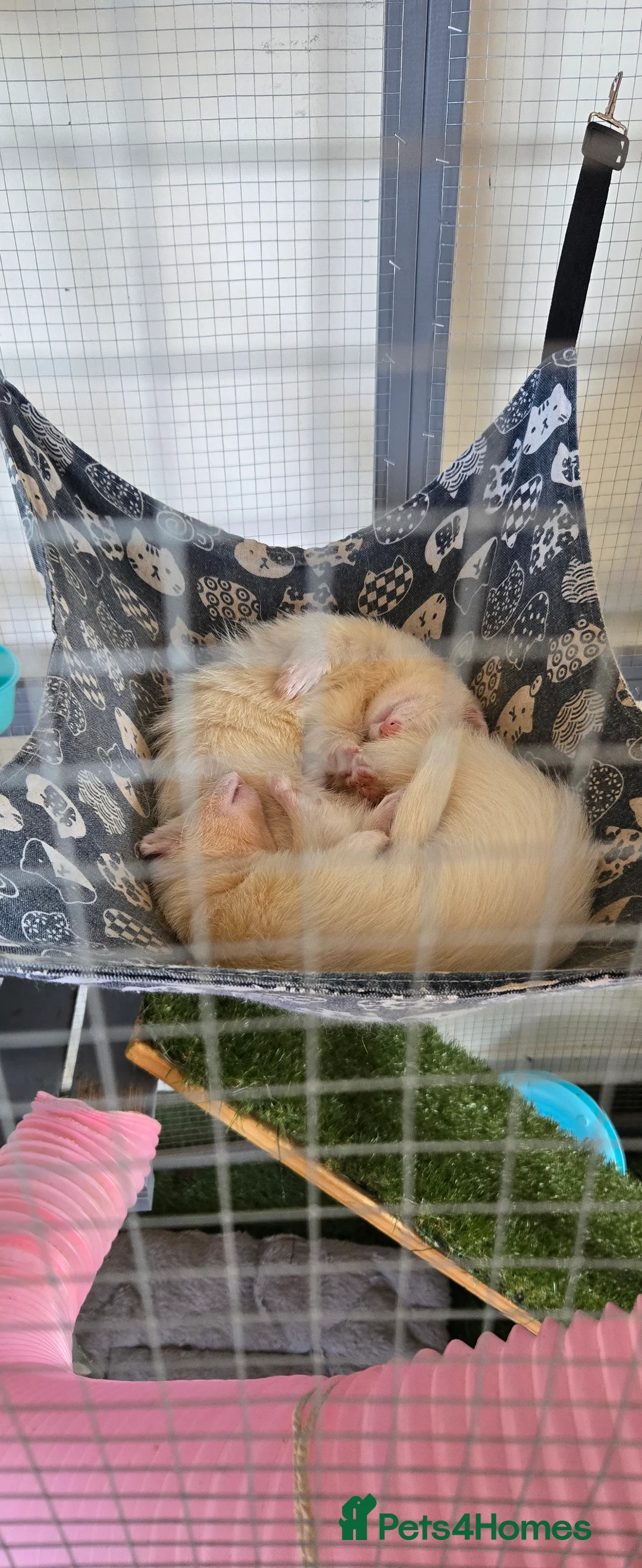 Ferret rodents for sale: 2 ferrets  - Advert 4