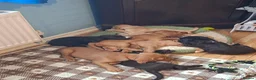 Cocker Spaniel dogs for sale: Beautiful cocker spaniel puppies  in Gloucester - Advert 3