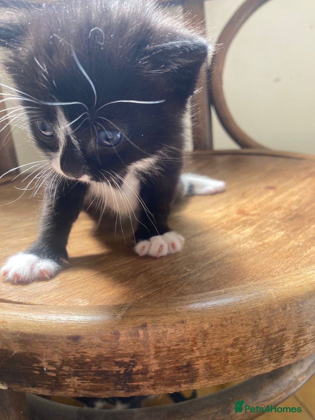 Domestic Shorthair cats for sale: Domestic kittens  - Image 6