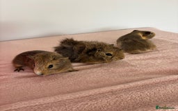 Guinea Pig rodents for sale: Ready now 3 gorgeous piggies handled daily 🐾  - Image 6
