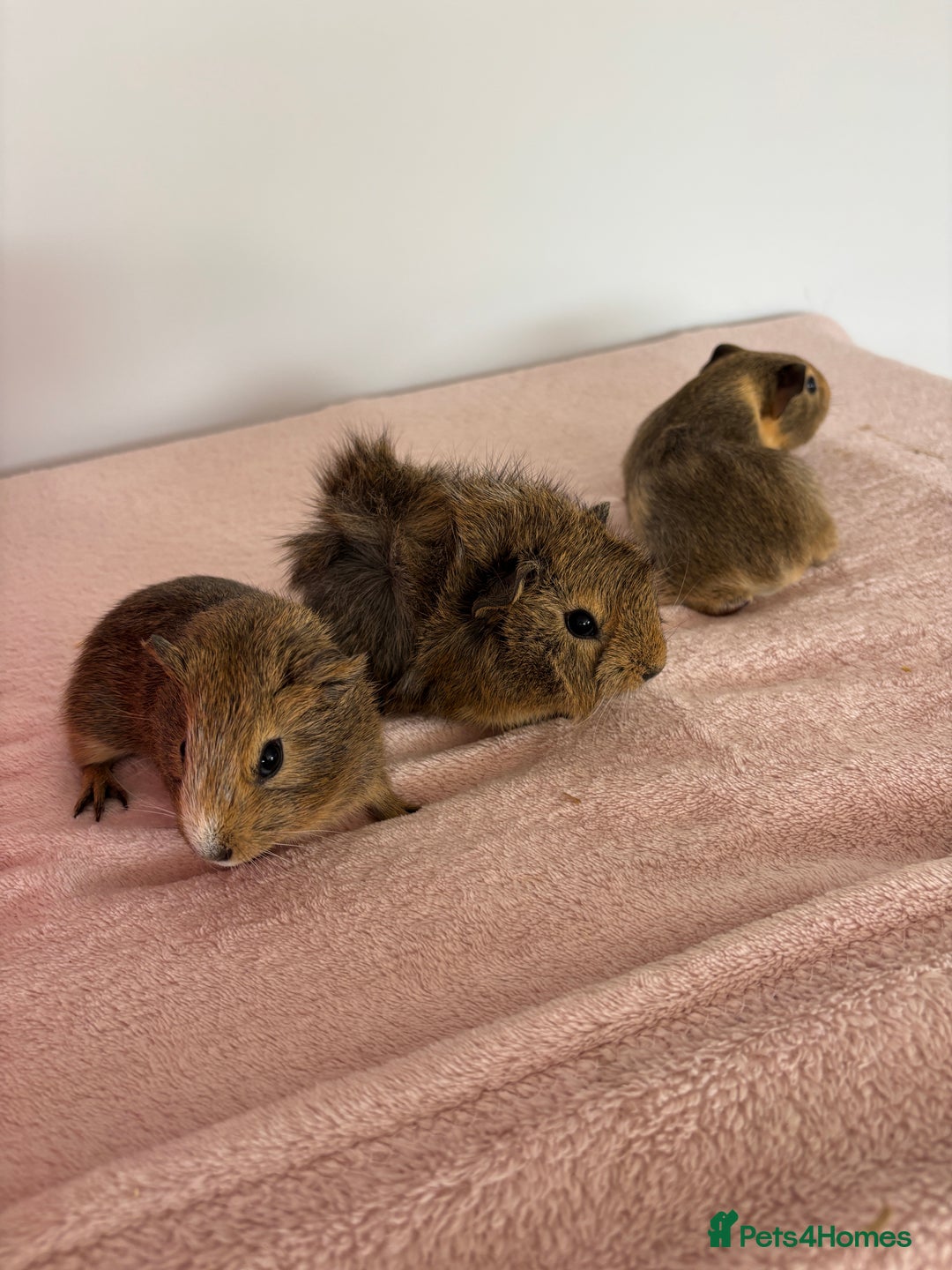 Guinea Pig rodents for sale: Ready now 3 gorgeous piggies handled daily 🐾  - Image 6