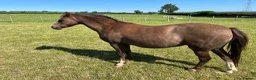 Welsh Section B horses for sale: Section B chestnut mare for sale  - Advert 2