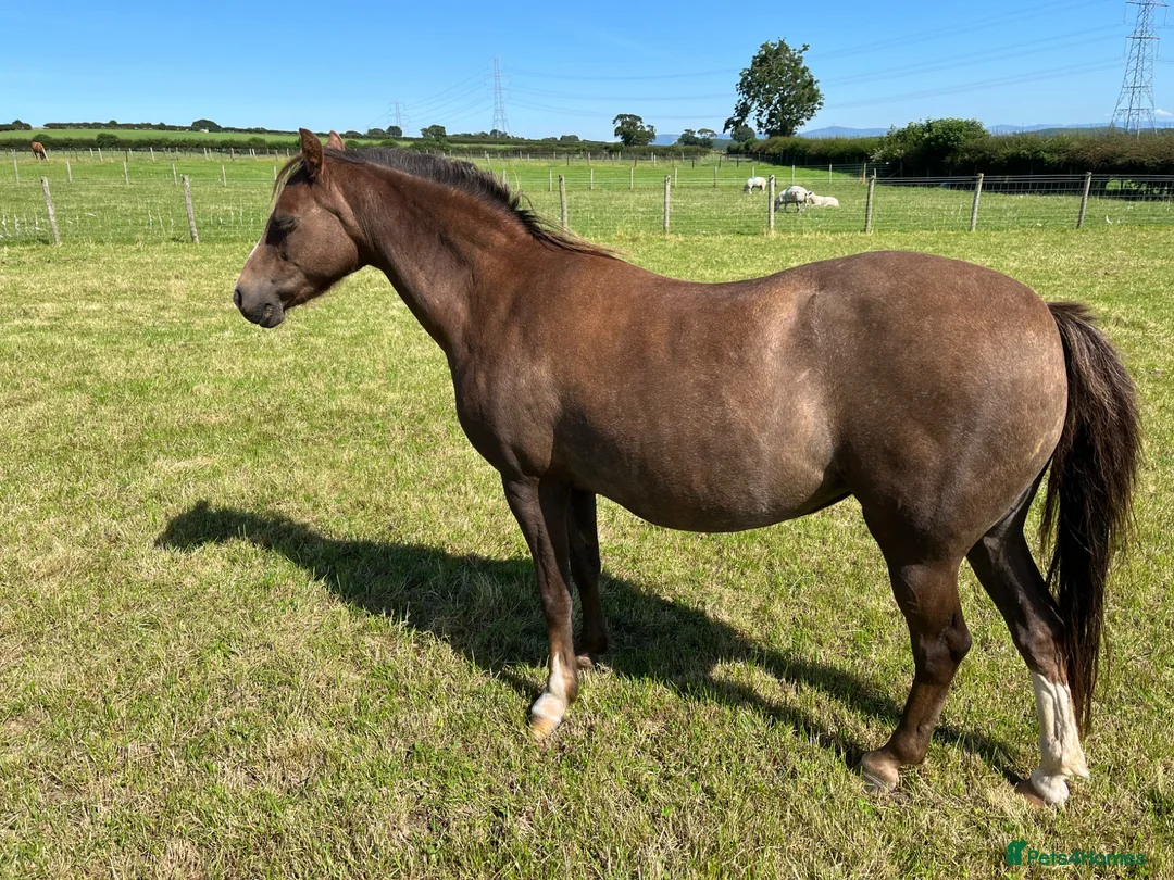Welsh Section B horses for sale: Section B chestnut mare for sale  - Advert 2