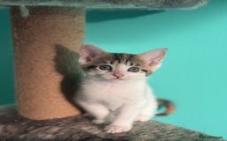 Maine Coon cats for sale: Adorable half mainecoon kittens for sale  - Image 13