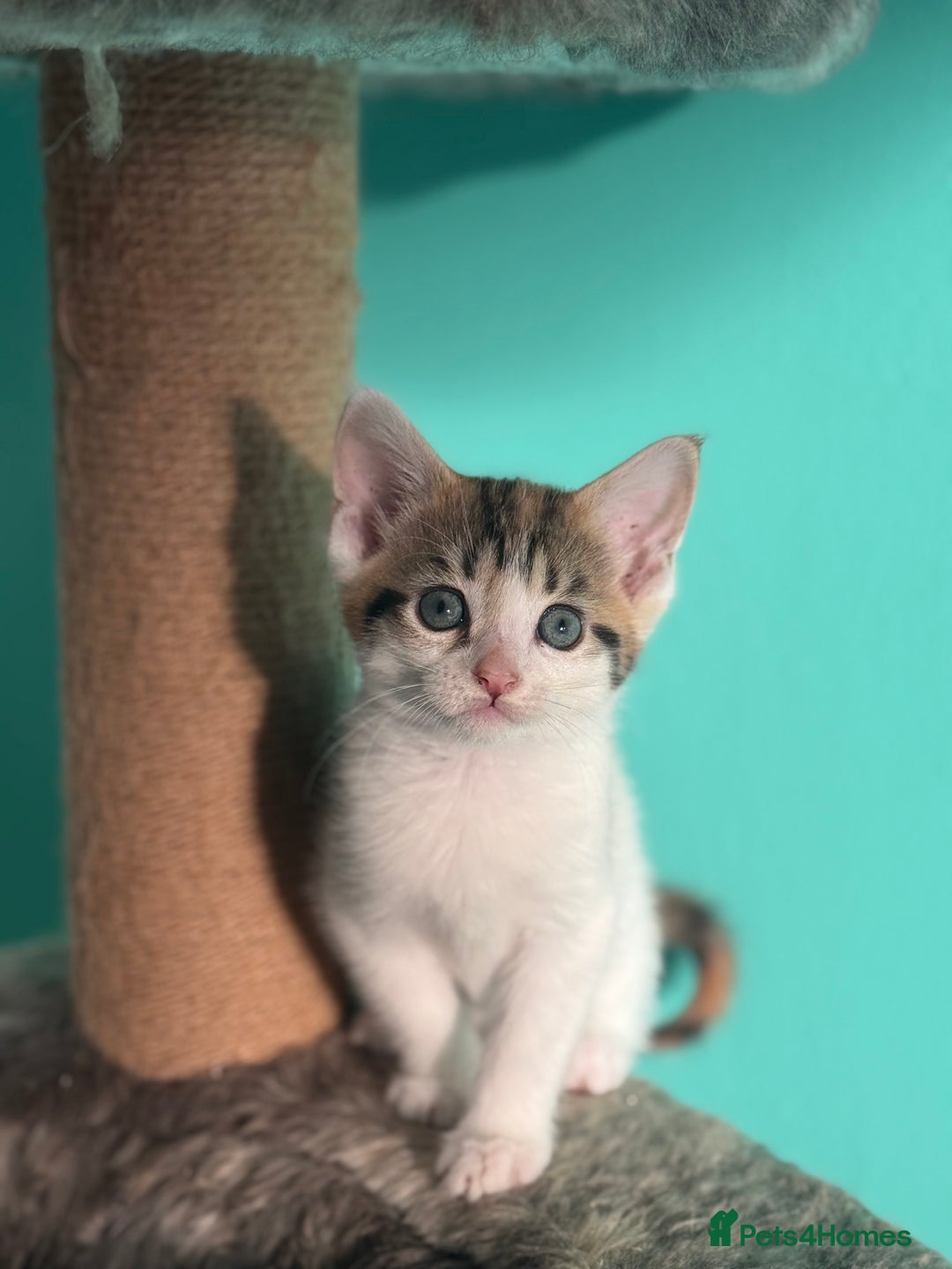 Maine Coon cats for sale: Adorable half mainecoon kittens for sale  - Image 13