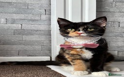 British Shorthair cats for sale: Callie - Image 1