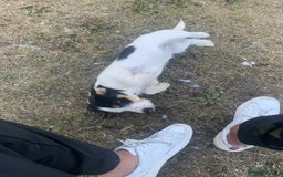 Jack Russell dogs for sale: 6 month old Jack Russel Bitch - Image 3