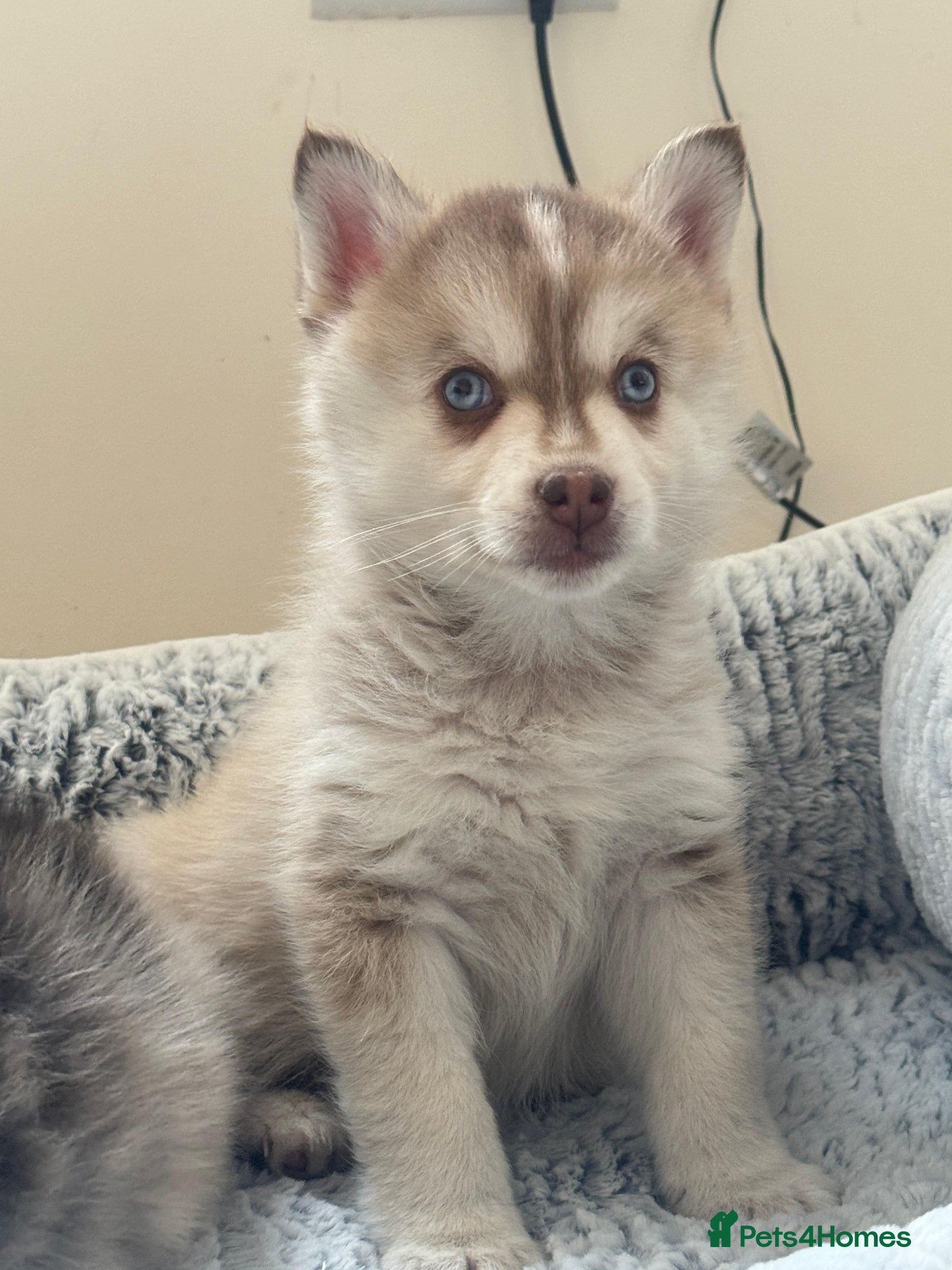 Pomsky dogs Blue eyed F4 Pomskys. One boy one girl. - Advert 6