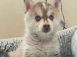 Pomsky dogs Blue eyed F4 Pomskys. One boy one girl. - Advert 6
