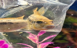 Cichlids fish for sale: Malawi cichlids  - Image 9