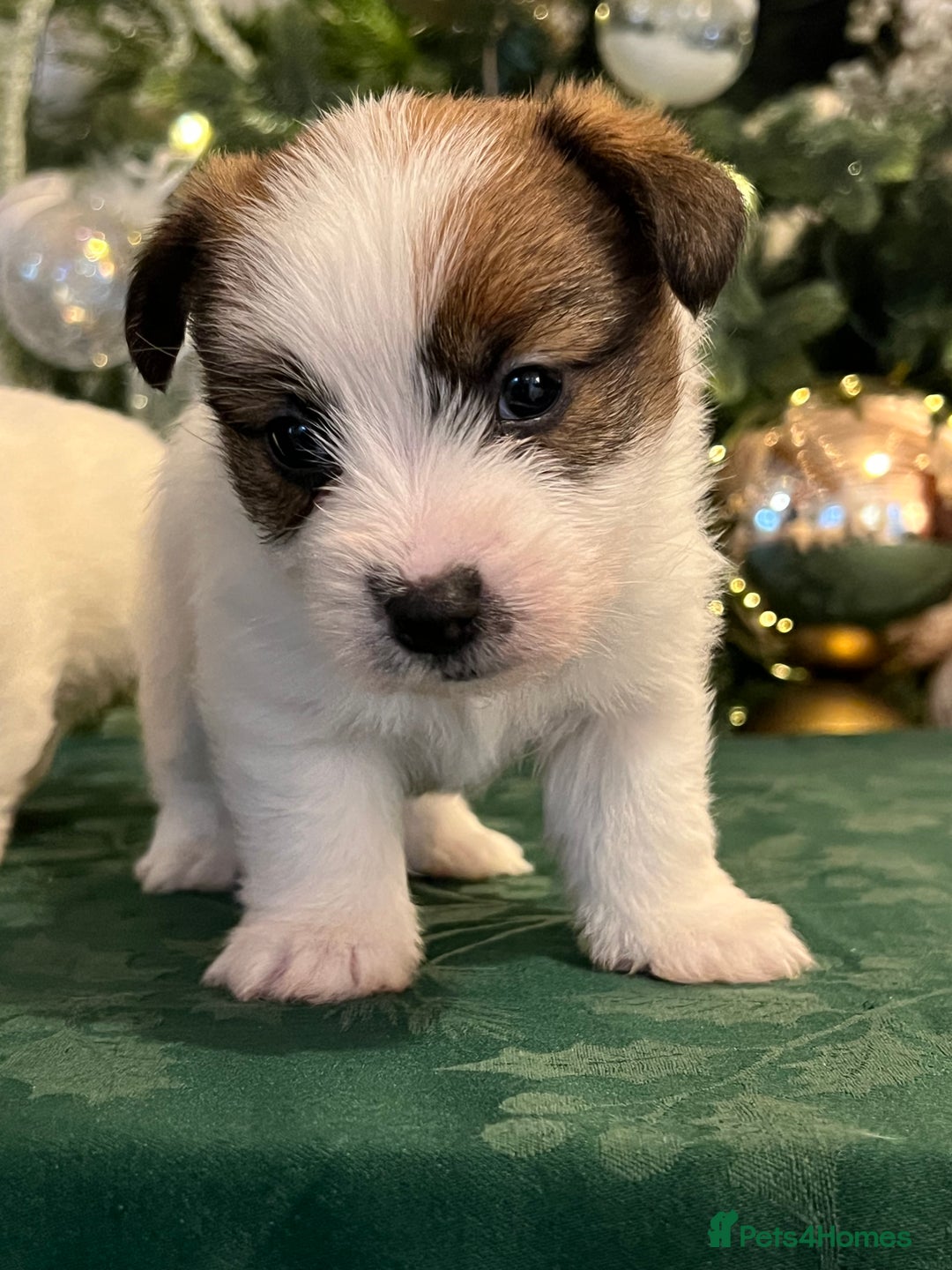 Jack Russell dogs for sale: KC registered  rough coated Jack Russell pups - Advert 15