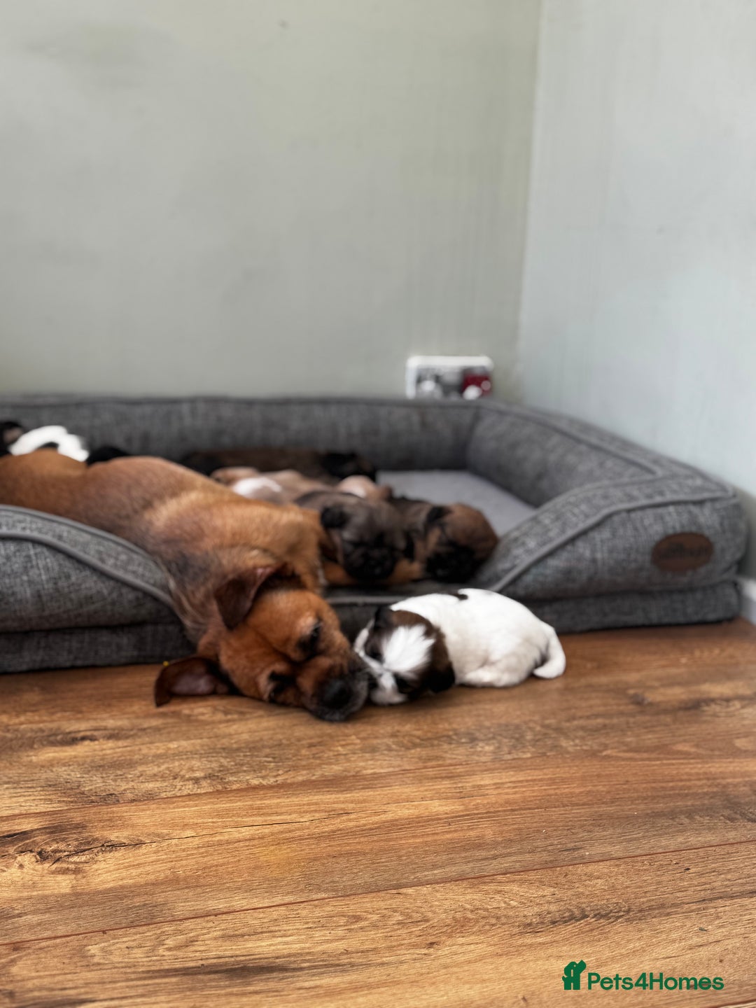 Mixed Breed dogs for sale: Shih Tzu cross patterdale pups - Advert 18