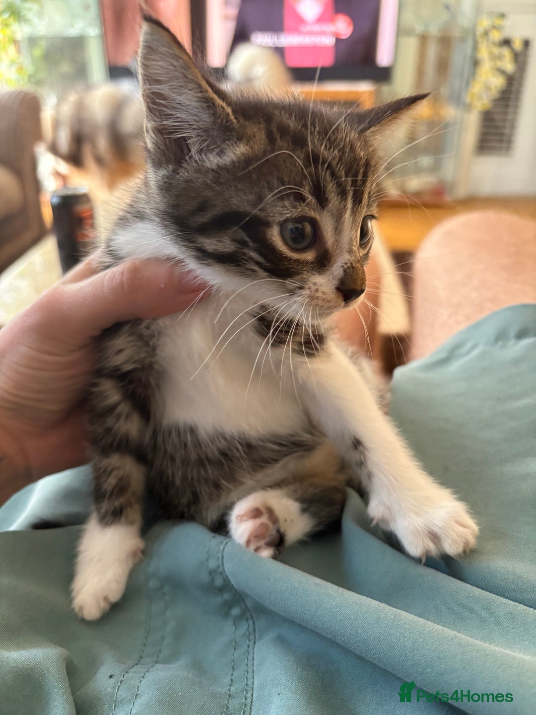 Mixed Breed cats for sale: Beautiful kitten needing forever home  - Image 4