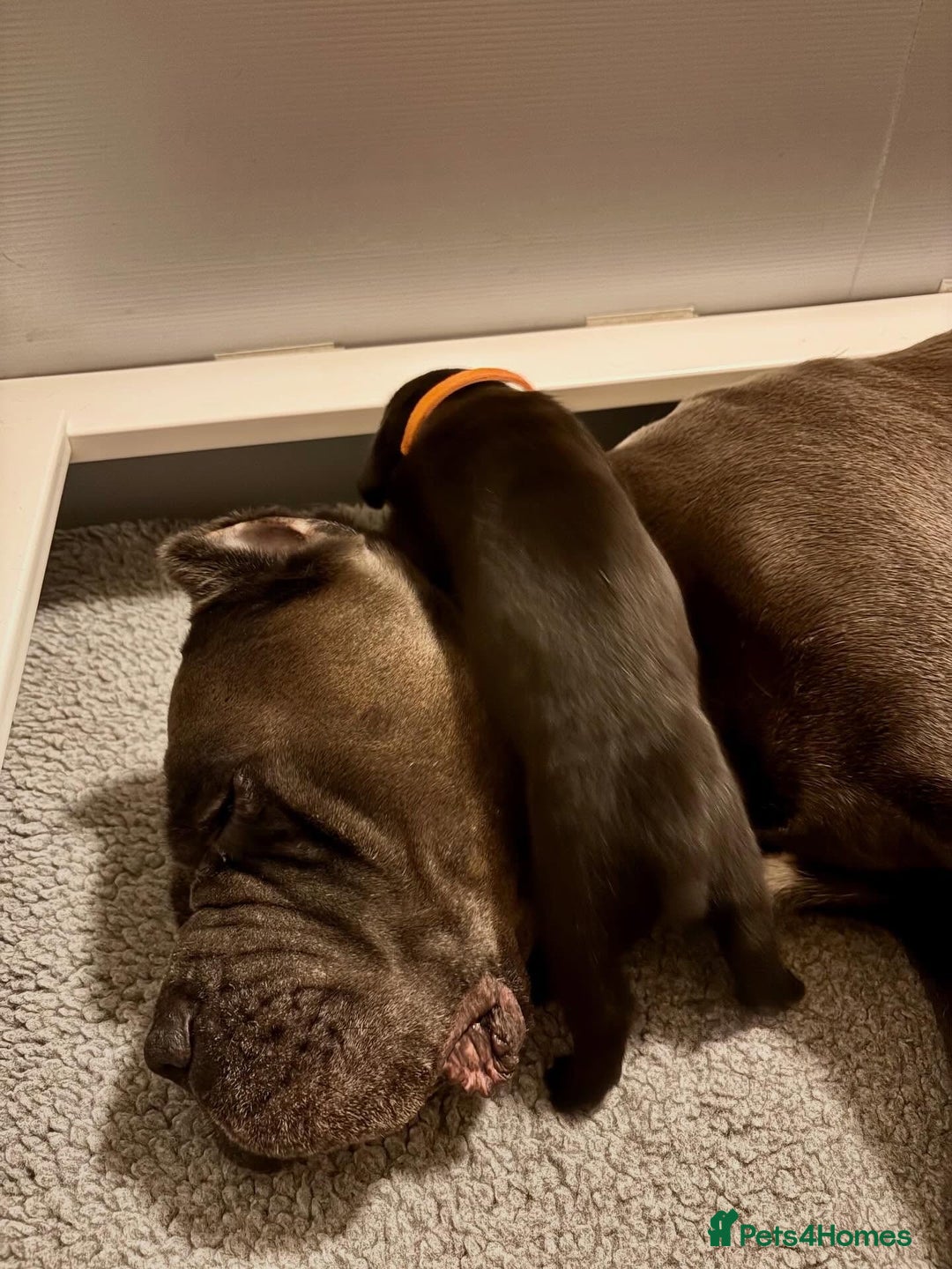 Cane Corso dogs for sale: Amazing Cane Corso puppies - Advert 8