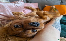 Cavalier King Charles Spaniel dogs for sale: Beautiful Cavalier Boy Reluctant Rehome - Image 9
