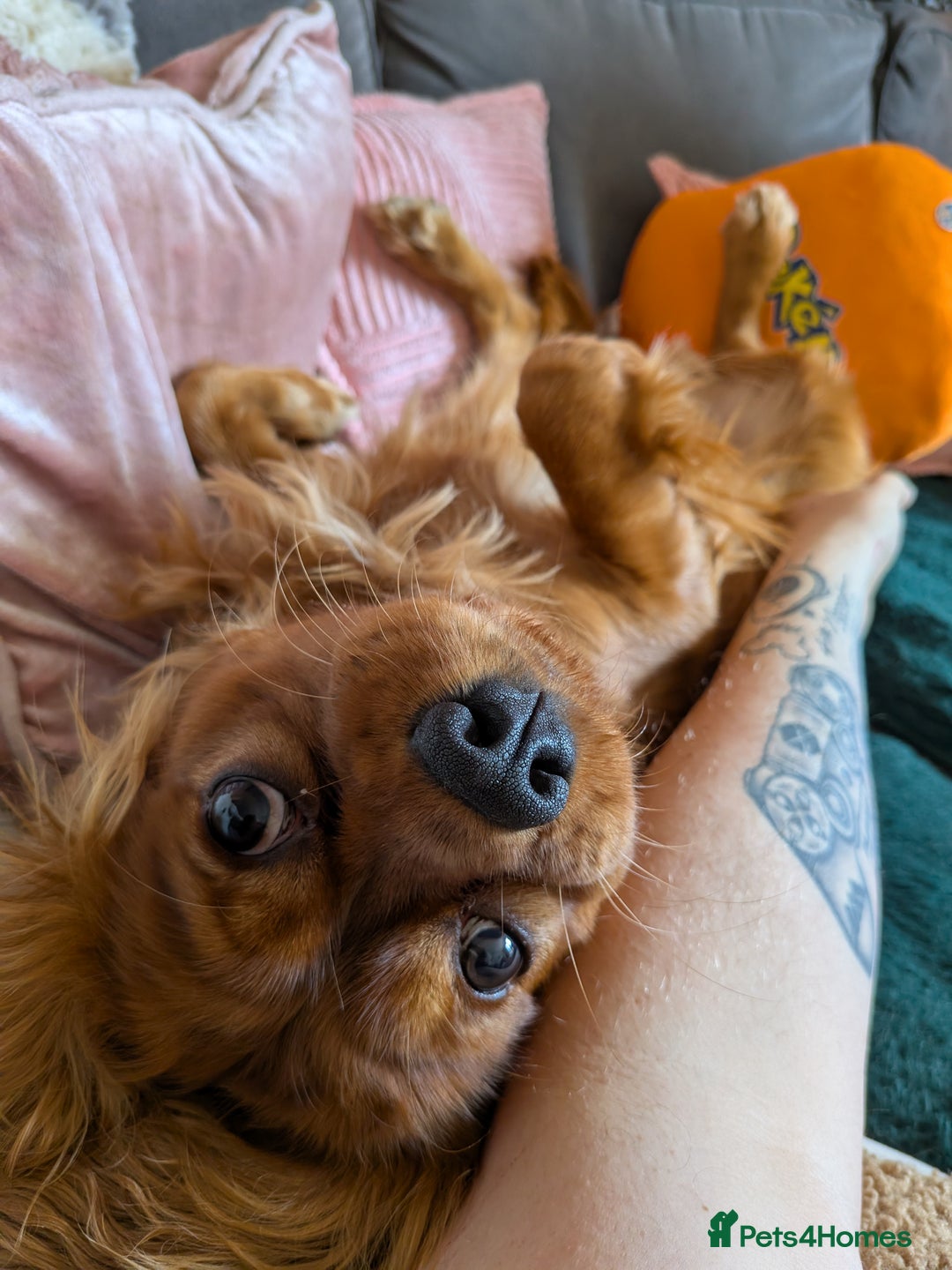 Cavalier King Charles Spaniel dogs for sale: Beautiful Cavalier Boy Reluctant Rehome - Image 9