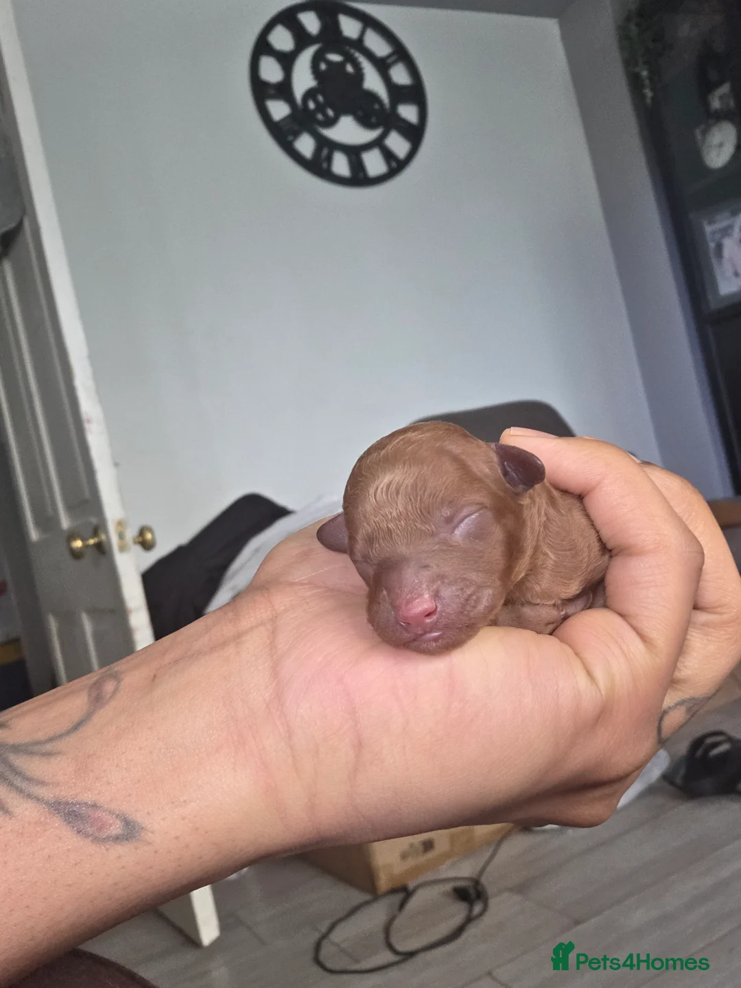 Cavapoo dogs for sale: 5x Asian Toy Poodle X Cavapoo Puppies  - Advert 25