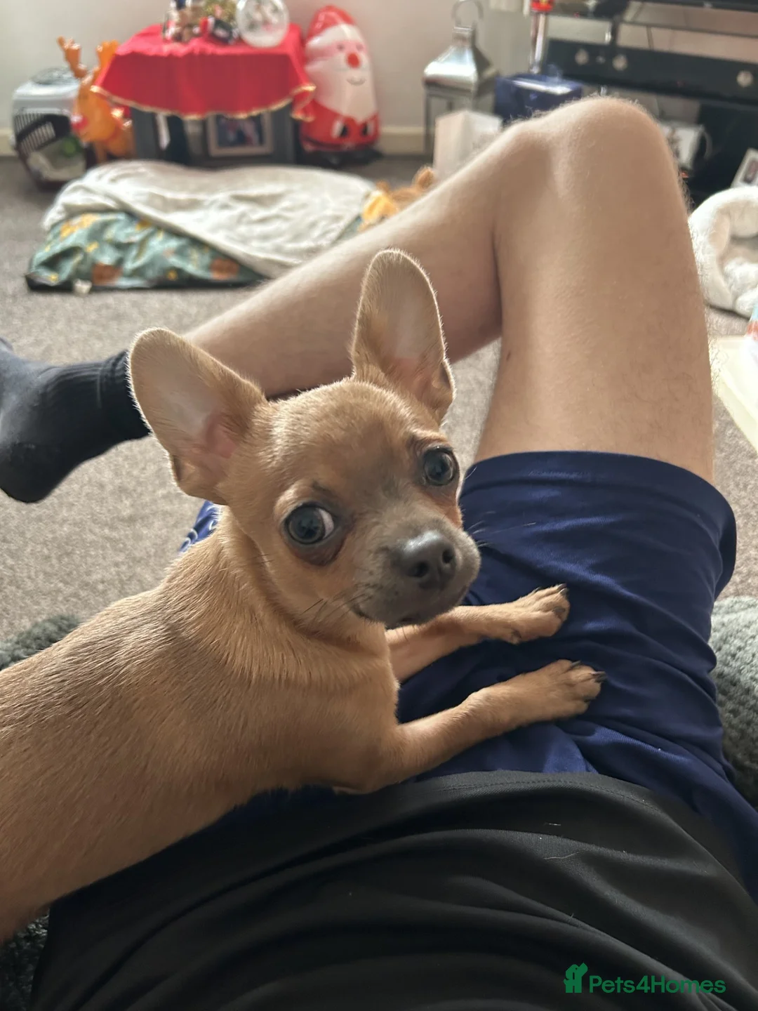 Chihuahua dogs for sale: 3 Chihuahua Puppies - Advert 13