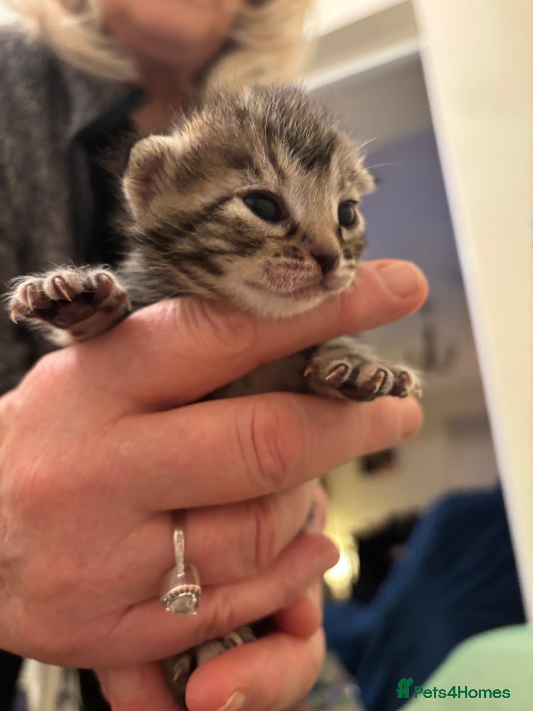 Mixed Breed cats for sale: Devon Rex x Bengal cross kittens  - Advert 10