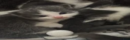 Domestic Shorthair cats for sale: 3 perfect moggys - Advert 3