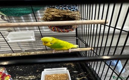 Budgerigars birds for sale: 2 beautiful budgie’s, male (green) female (blue) - Image 3