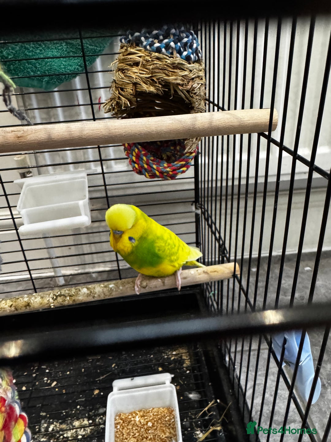Budgerigars birds for sale: 2 beautiful budgie’s, male (green) female (blue) - Image 3