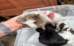 Guinea Pig rodents for sale: 6/7 week old male guinea pigs - Image 4