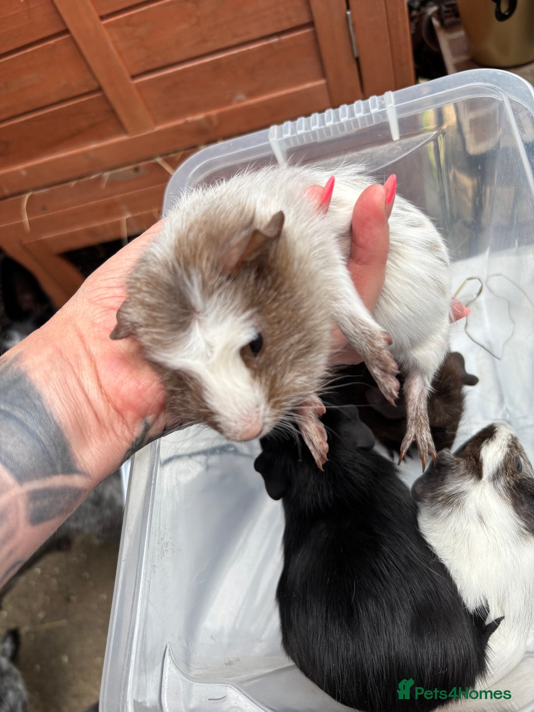 Guinea Pig rodents for sale: 6/7 week old male guinea pigs - Image 4