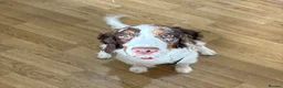 Cocker Spaniel dogs for sale: Lenny – 9-Month-Old Cocker Spaniel in Cramlington - Advert 5