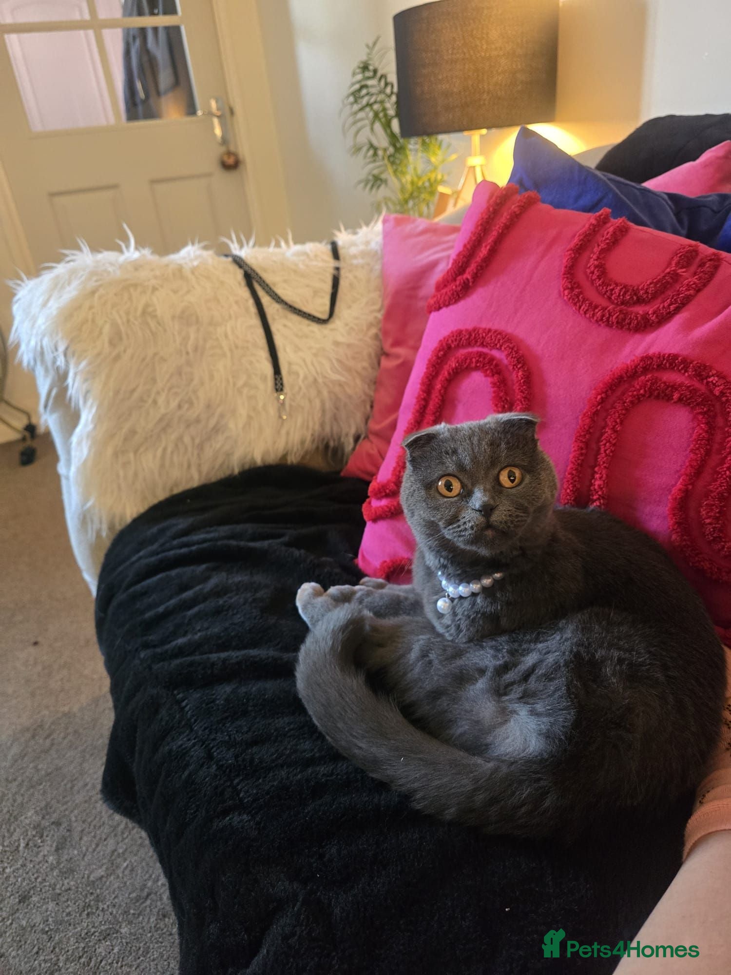 Scottish Fold cats LENA 🥰 - Advert 9