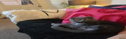 Scottish Fold cats for sale: LENA 🥰 - Advert 1
