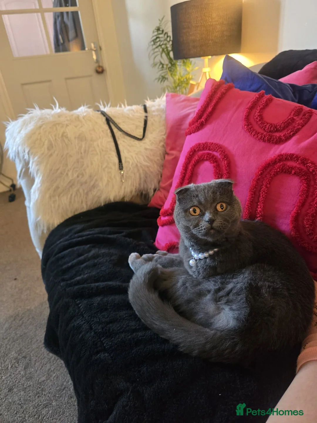 Scottish Fold cats for sale: LENA 🥰 - Advert 1