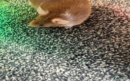 Mouse rodents for sale: Mixed fancy mice  - Image 10