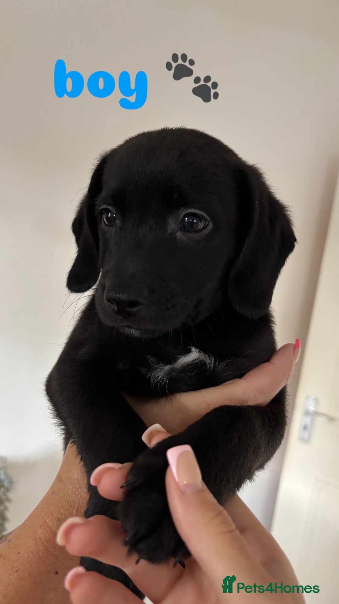 Mixed Breed dogs 🐾 Beautiful Cockapoo × Staffy Puppies 🐾 - Advert 1