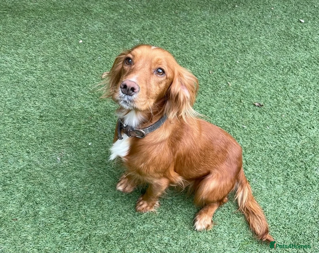 Cockapoo dogs for sale:  Stunning F1 DNA clear cockapoo puppies  - Advert 2