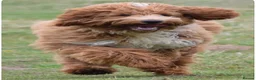 Australian Labradoodle dogs for sale: Australian x Irish doodle multi gen mix  - Advert 1