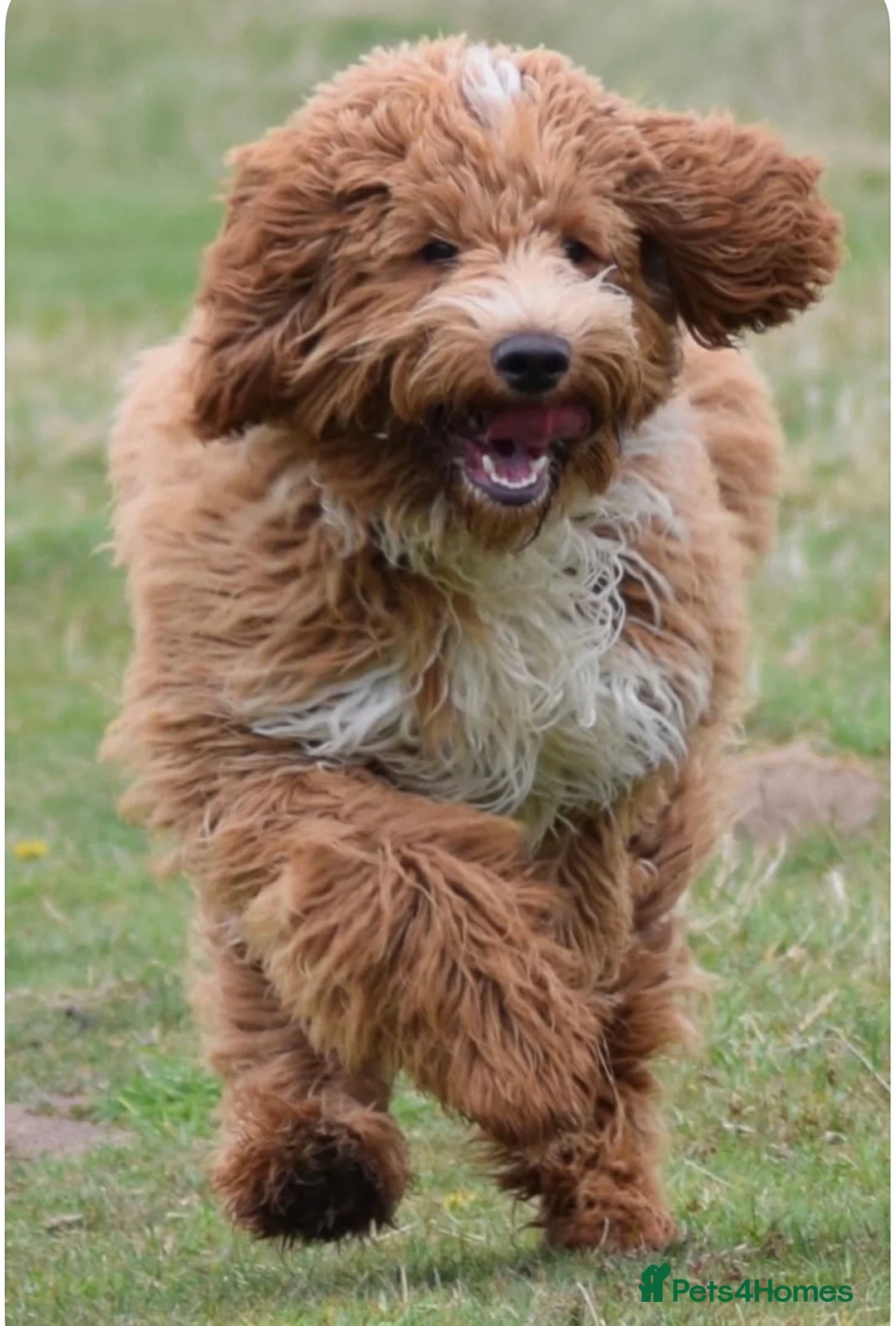 Australian Labradoodle dogs for sale: Australian x Irish doodle multi gen mix  - Advert 1