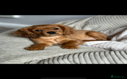 Cavalier King Charles Spaniel dogs for sale: Champion line Cavalier Pups -  **Waiting List** - Image 20