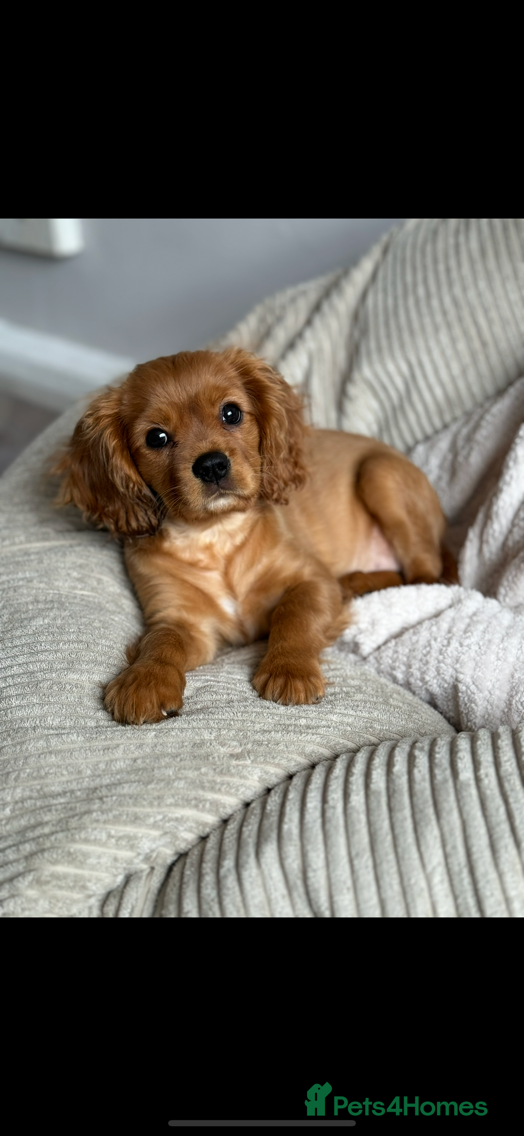 Cavalier King Charles Spaniel dogs for sale: Champion line Cavalier Pups -  **Waiting List** - Image 20