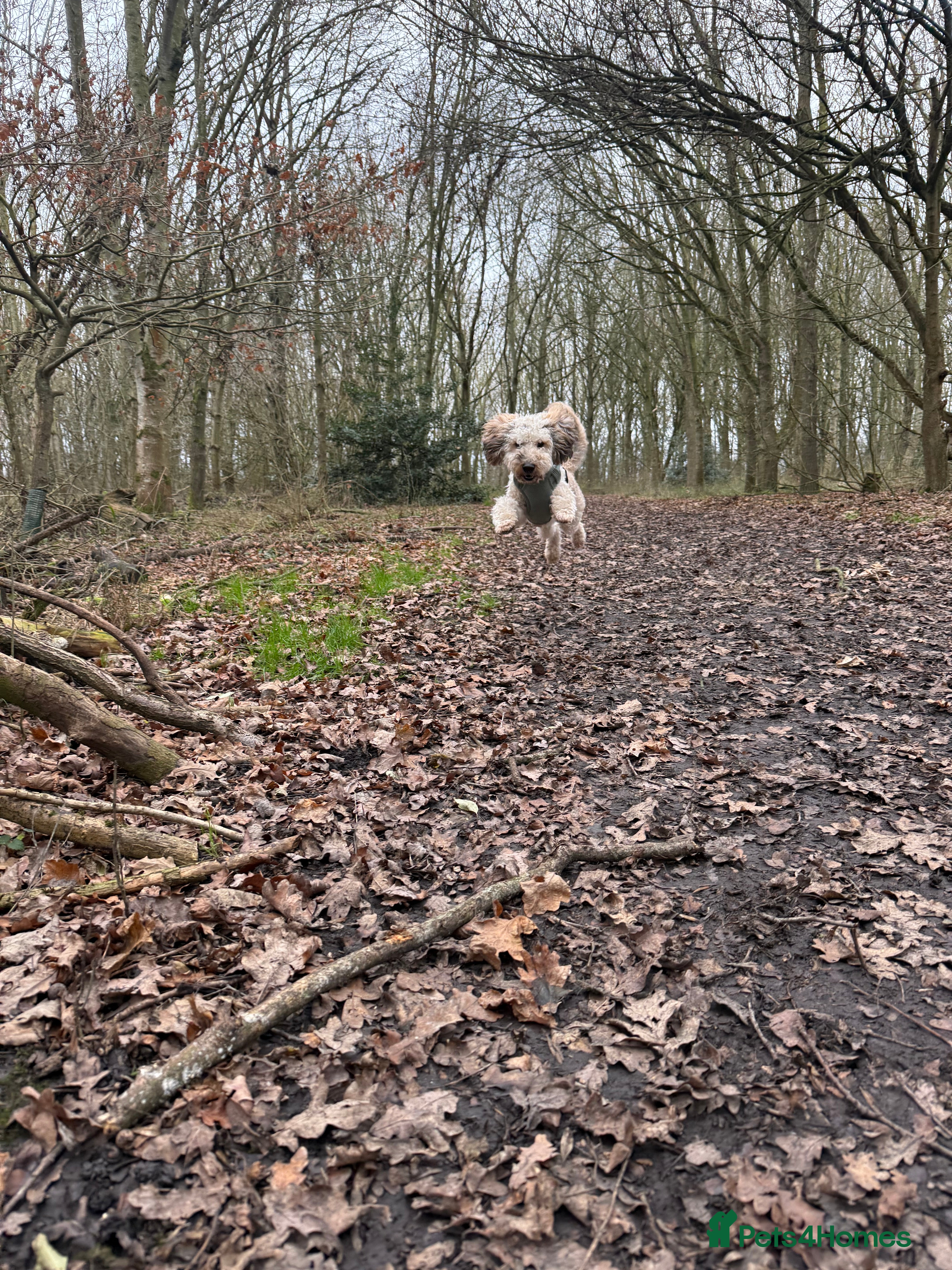 Miniature Poodle dogs Dog for sale  - Advert 12