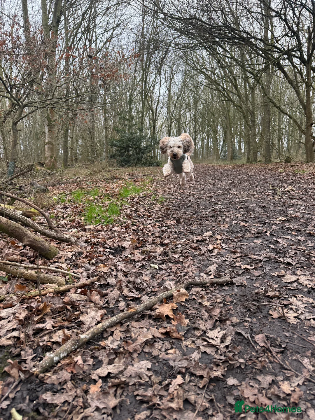 Miniature Poodle dogs for sale: Dog for sale  - Advert 3