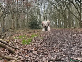 Miniature Poodle dogs Dog for sale - Advert 12