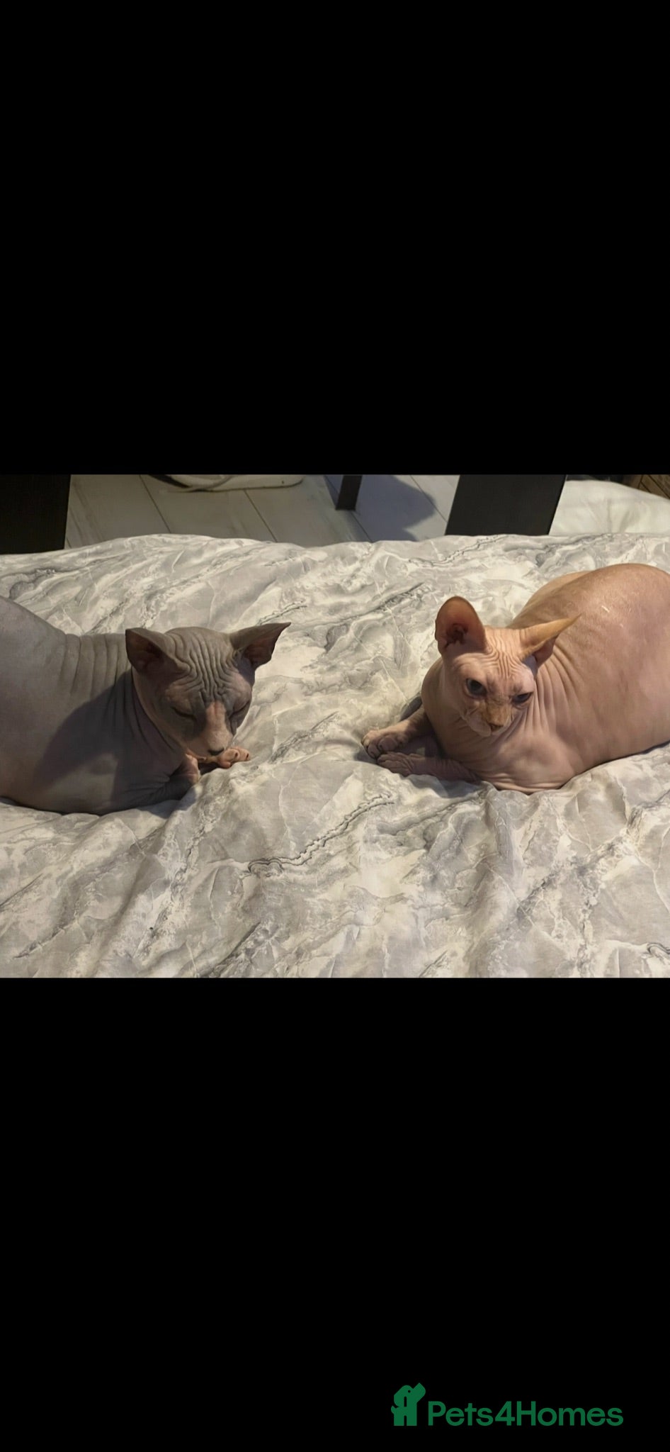 Sphynx cats Sphynx couple in need of loving home  - Advert 2