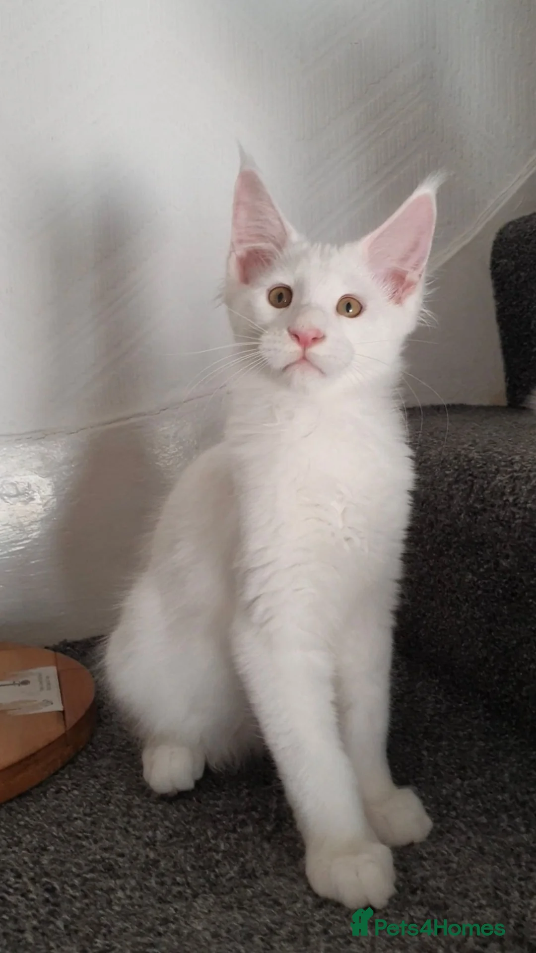 Maine Coon cats for sale: 🏅TICA🏅pure maine coon kittens - Advert 34