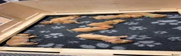 Labrador Retriever dogs for sale: KC Registered Fox Red Labrador Puppies in Honiton - Advert 7
