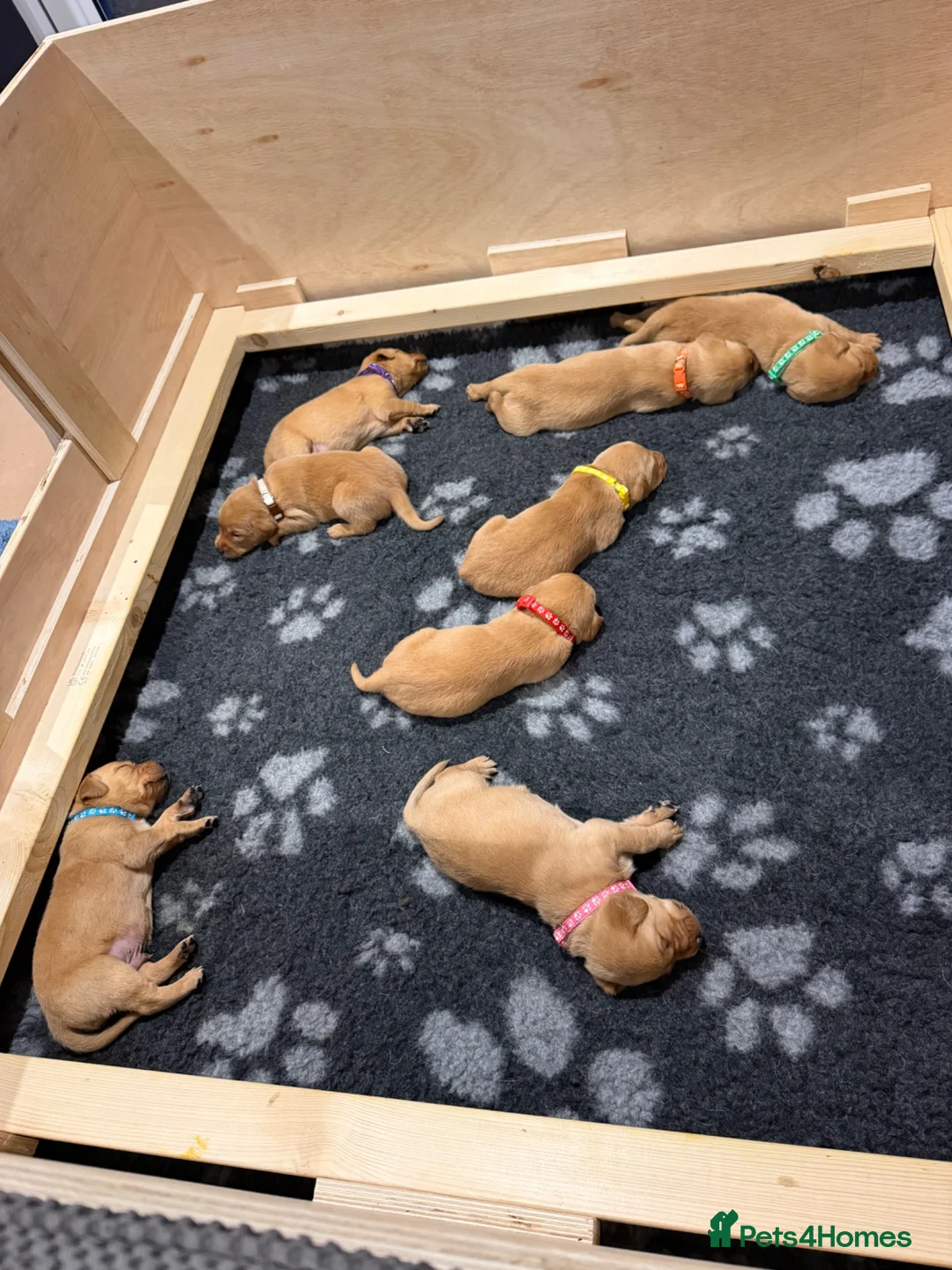 Labrador Retriever dogs for sale: KC Registered Fox Red Labrador Puppies in Honiton - Advert 7
