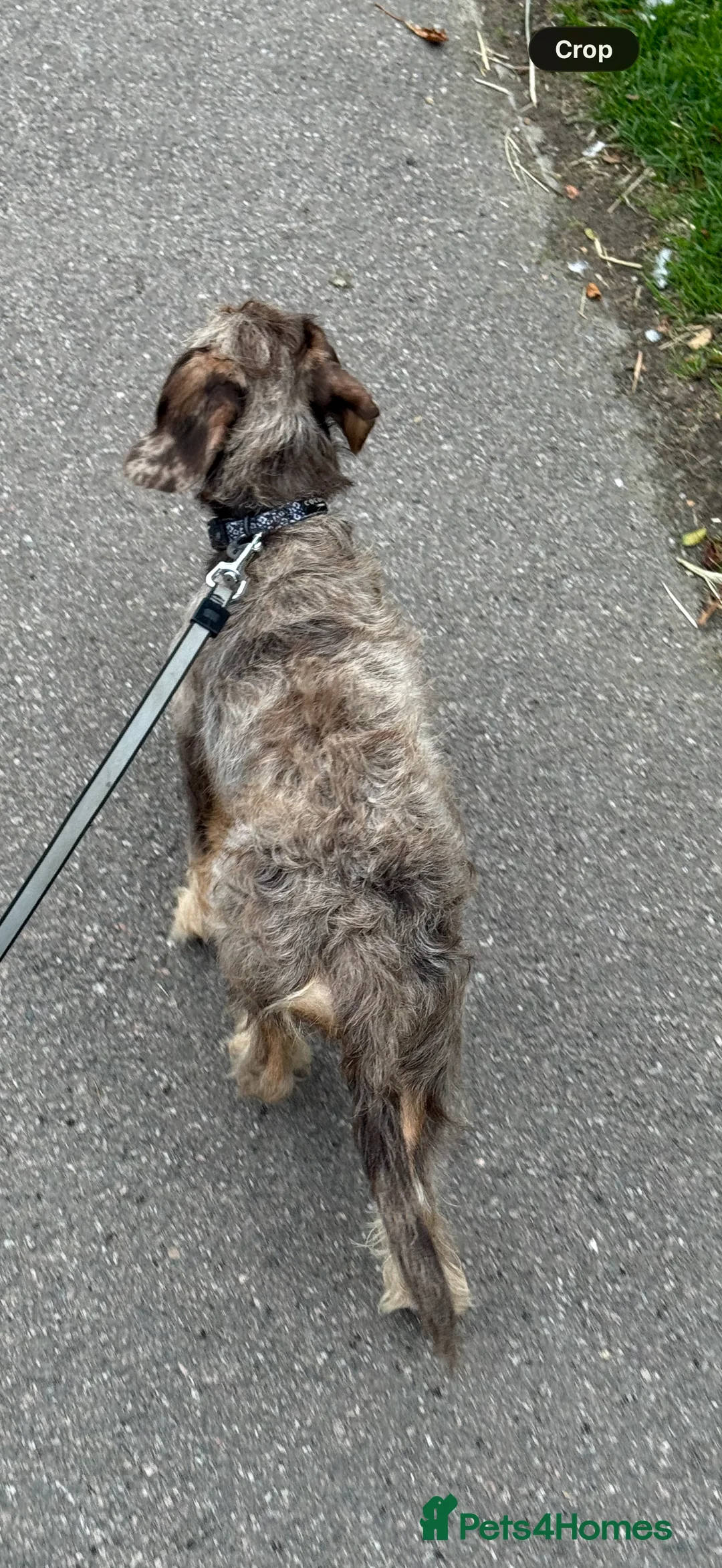 Jackshund dogs for sale: Male dachshund x jack russell  - Advert 4