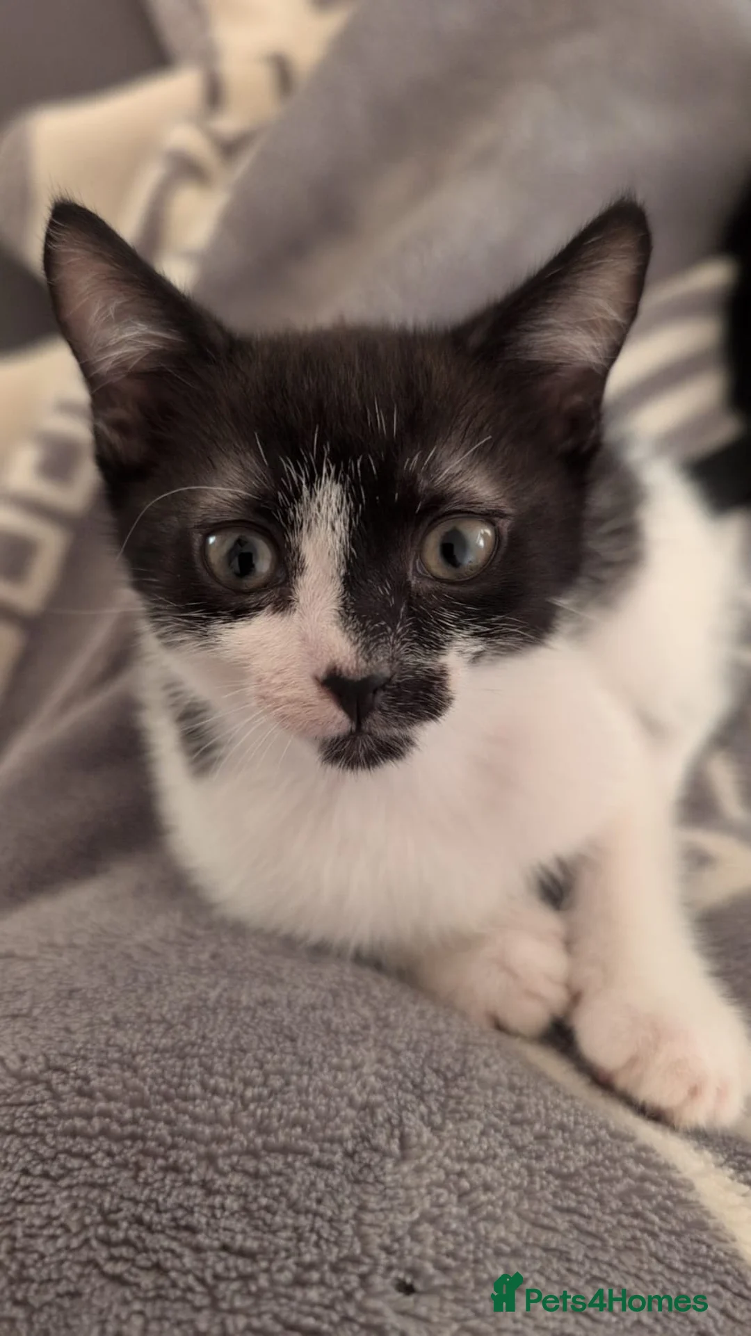 Domestic Shorthair cats for sale: 2 kittens looking for a new home - Advert 2